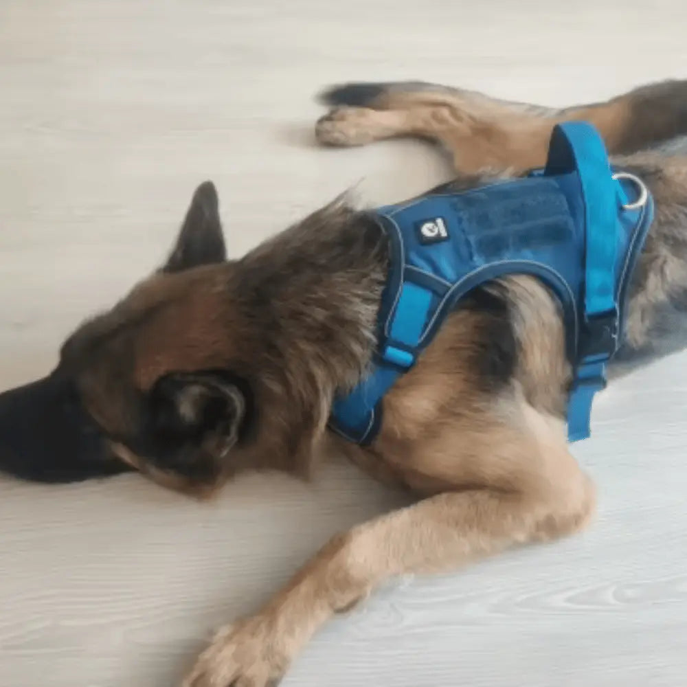 Y-Dog Pro - Promenadpaketet