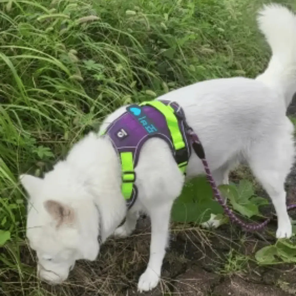 Y-Dog Pro - Promenadpaketet