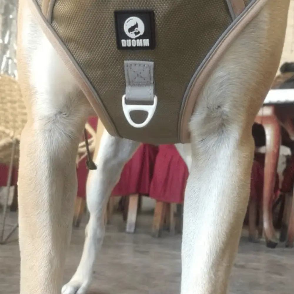 Y-Dog Pro - Promenadpaketet