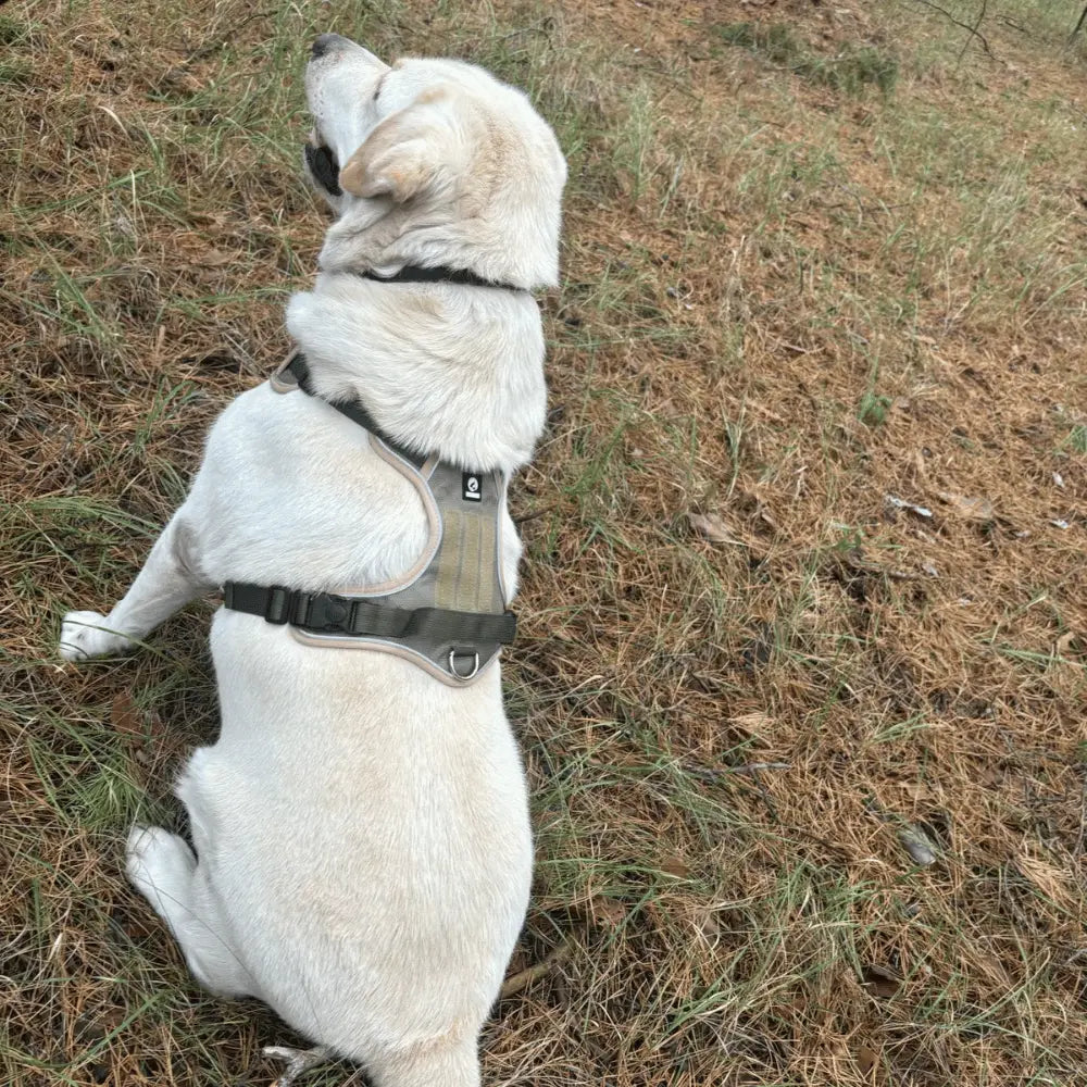 Y-Dog Pro - Promenadpaketet