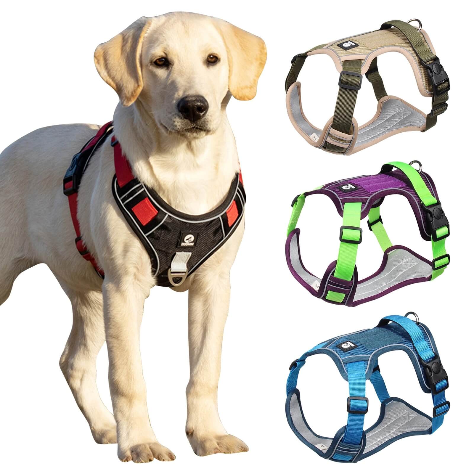 Y-Dog Pro - Promenadpaketet